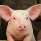 Công bố hết dịch tả lợn châu phi tại xã Yên Khương.