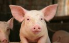 Công bố hết dịch tả lợn châu phi tại xã Yên Khương.