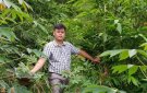 Đồng chí Vi Văn Thu – Phó chủ tịch UBND xã cùng đoàn công tác của huyện thăm một số mô hình trồng rừng thâm canh cây vầu đắng thuộc chương trình  30A, 135 của Chính Phủ.