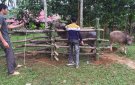 Yên Khương tích cực triển khai việc tiêm phòng cho gia súc gia cầm trên địa bàn toàn xã.